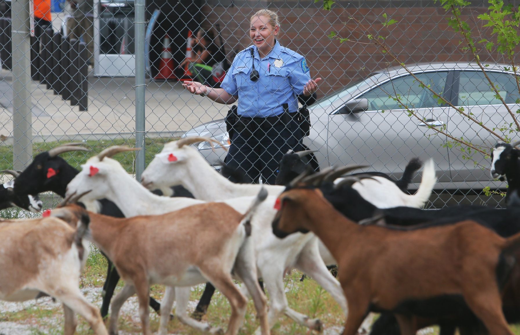 Goats make quick work of urban clearing
